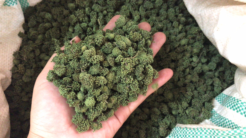 三七花2020年新货三七花支持一件代发