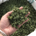 三七花2020年新货三七花支持一件代发