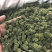 三七花2020年新货三七花支持一件代发