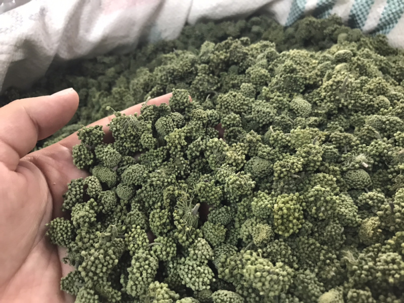 三七花2020年新货三七花支持一件代发