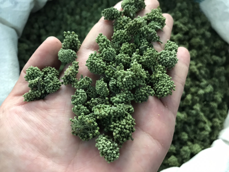 三七花2020年新货三七花支持一件代发