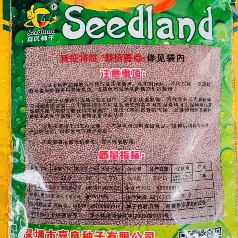 芥菜种子脆甜竹菜种子秋季热播品种品种种子