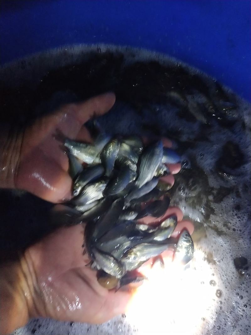 中科五号，三号，麻鲫，湘鲫鱼苗送货到塘成活率高