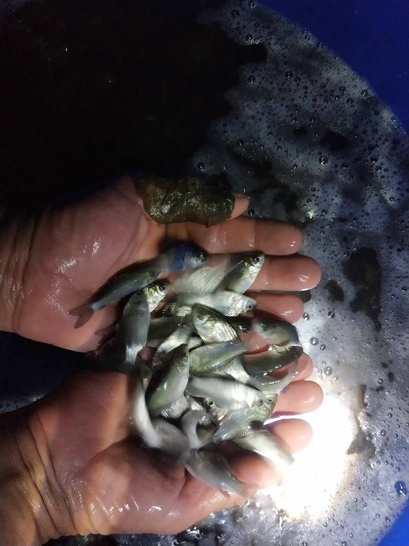中科五号，三号，麻鲫，湘鲫鱼苗送货到塘成活率高