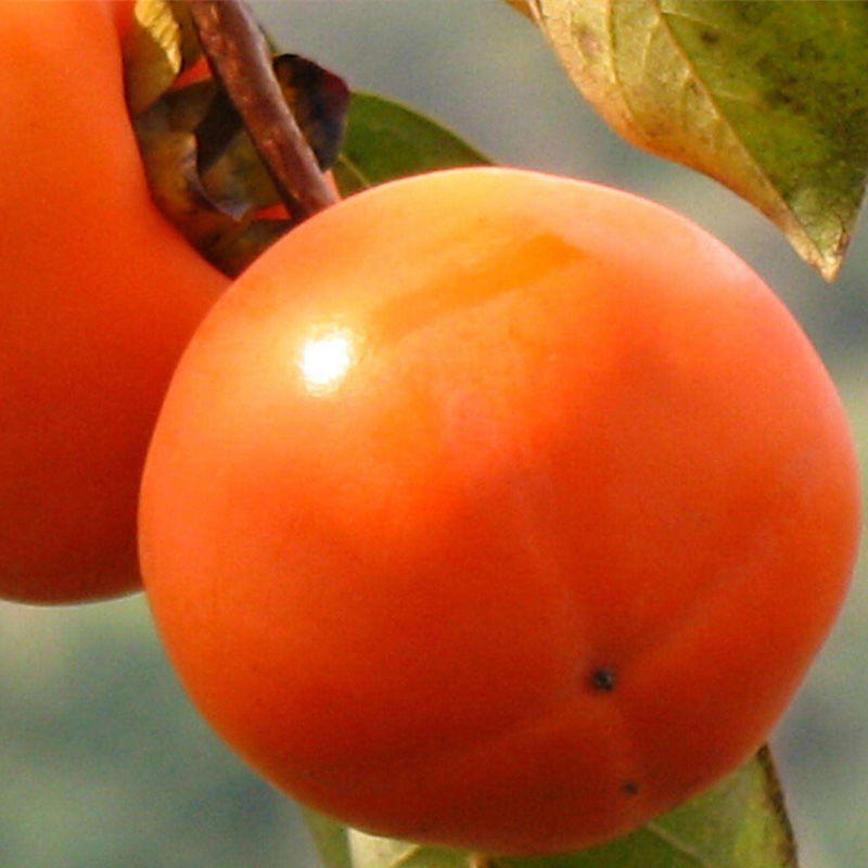 七月黄柿子陕西金钱柿子新鲜采摘批发3斤5斤9.5斤八月黄