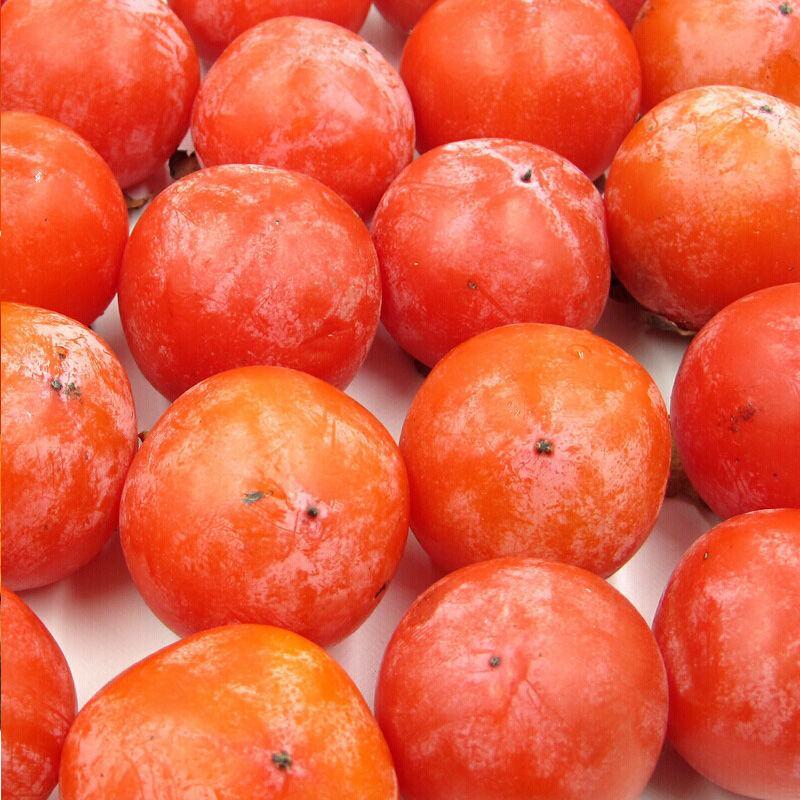七月黄柿子陕西金钱柿子新鲜采摘批发3斤5斤9.5斤八月黄