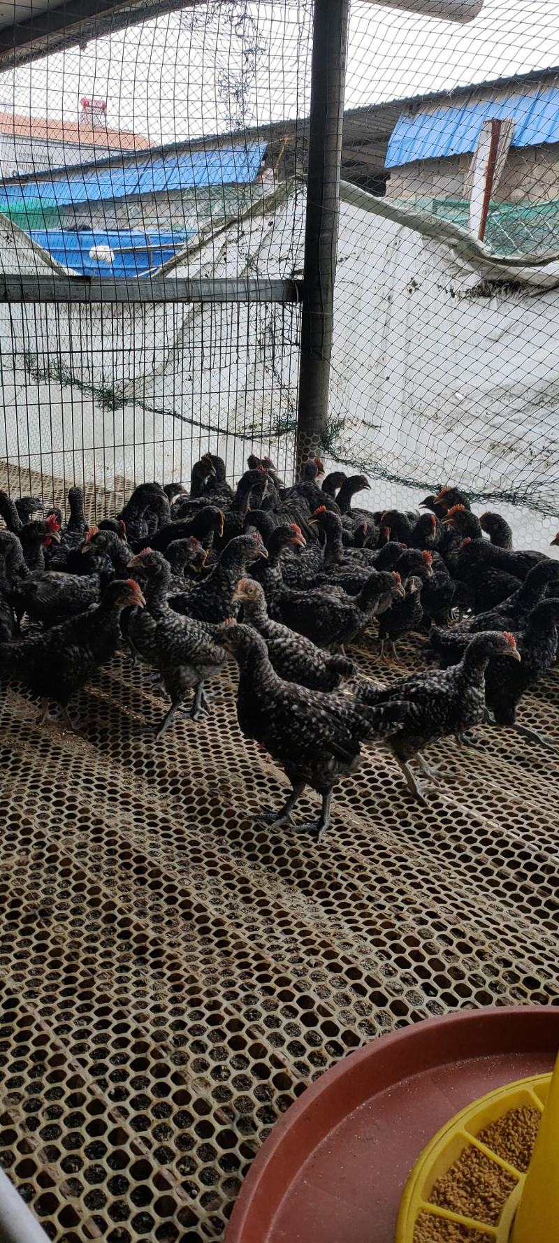正宗汶上芦花鸡苗，一斤多，两斤多都有，公母都有。