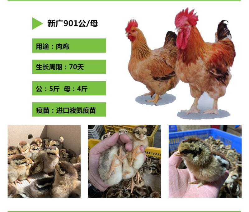 新广k901鸡苗大苗嫩口活力十足出厂包疫苗全国发货
