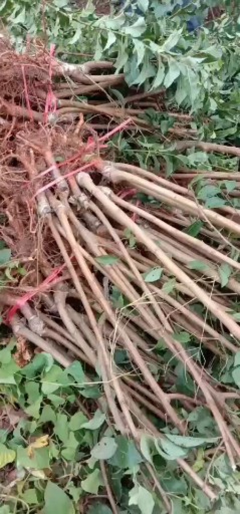蜂糖李子苗、蜂糖李树苗、蜂糖李子树苗、李子苗