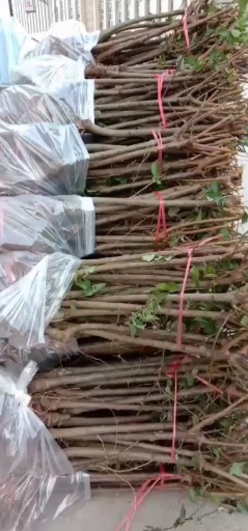 蜂糖李子苗、蜂糖李树苗、蜂糖李子树苗、李子苗