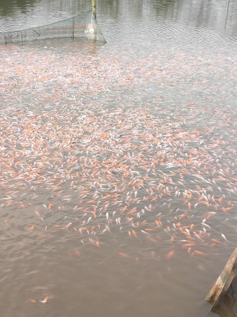 鲤鱼苗销售，各种抗病毒鱼苗批发
