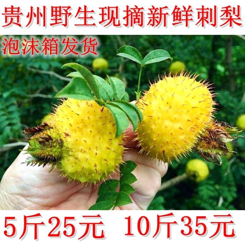 2020年贵州特产新鲜现摘刺梨果新鲜鲜果新鲜刺梨果野生刺