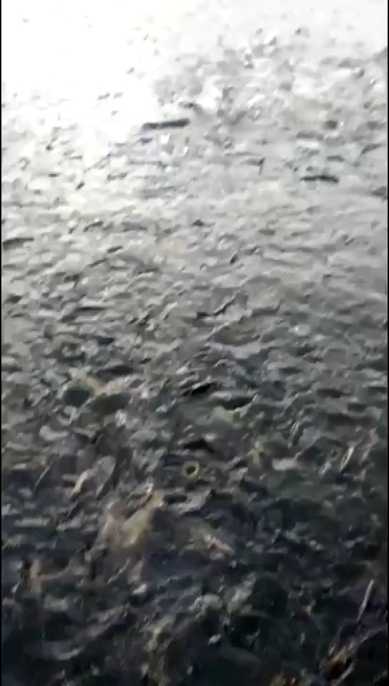 各种鱼苗销售送货到塘提供技术