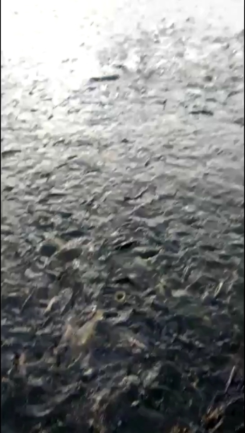 各种鱼苗销售送货到塘提供技术