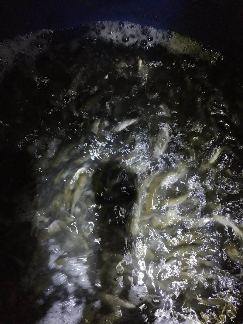 各种鱼苗销售送货到塘提供技术