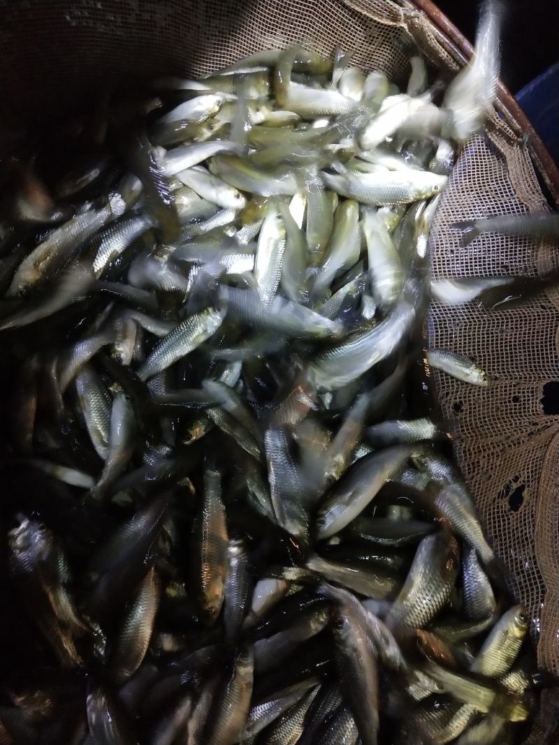 各种鱼苗销售送货到塘提供技术