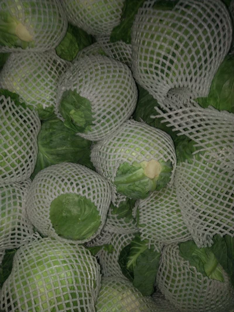 张家口市康保县反季节蔬菜