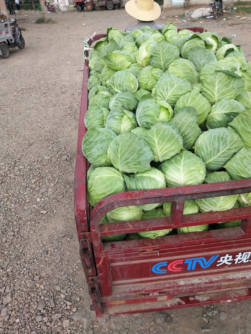 张家口市康保县反季节蔬菜