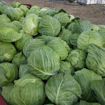 张家口市康保县反季节蔬菜