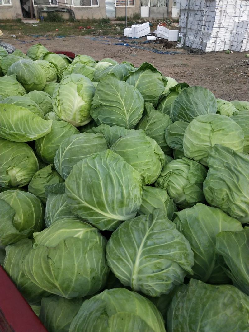 张家口市康保县反季节蔬菜