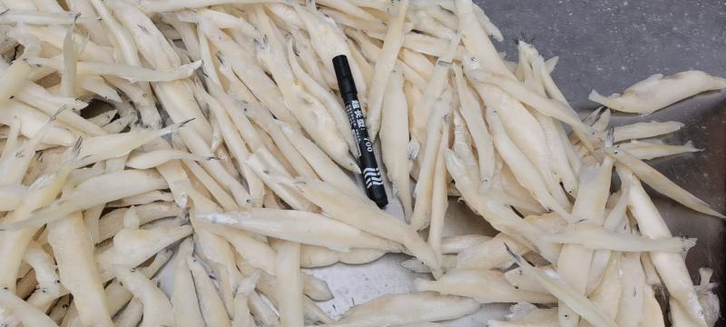 大条银鱼，白虾，毛刀鱼