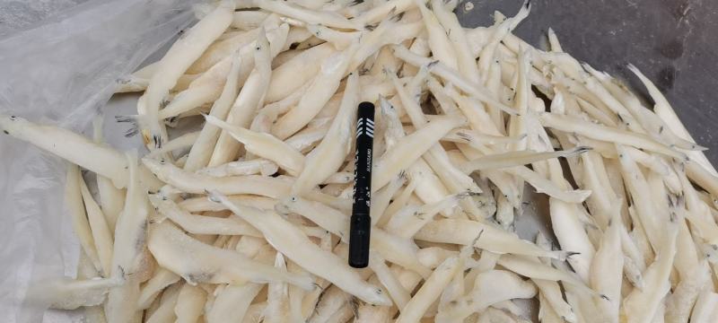 大条银鱼，白虾，毛刀鱼