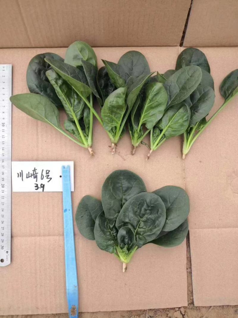 川崎6号菠菜种子半直立叶片深绿油亮春秋越冬栽培耐寒