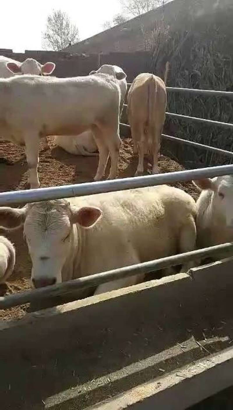 西门塔尔育肥牛油少肉质好生长速度快抗病能力强