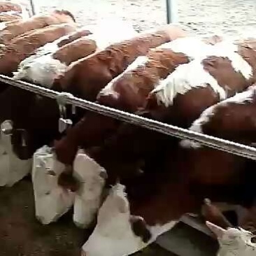 西门塔尔育肥牛油少肉质好生长速度快抗病能力强