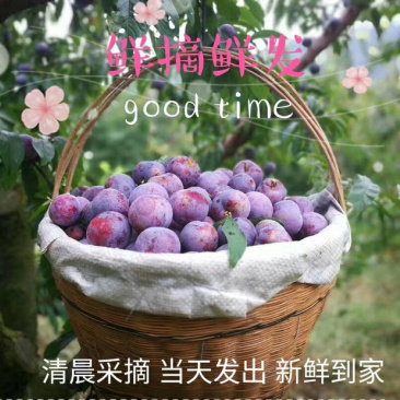 汉源脆红李子大量上市、个头好、口感脆甜！
