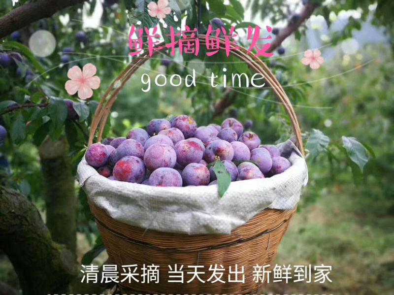 汉源脆红李子大量上市、个头好、口感脆甜！