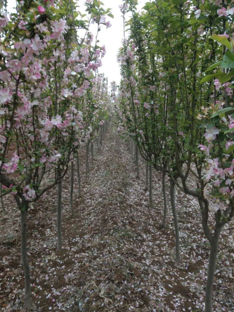 绿化树苗:西府海棠现起现发保湿发货大小规格都有