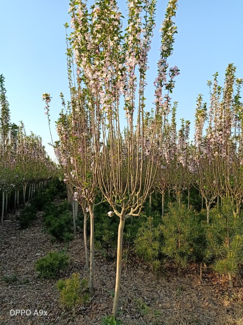 绿化树苗:西府海棠现起现发保湿发货大小规格都有