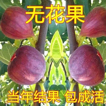 【精选】无花果苗波姬红芭劳奈金傲芬青皮，布兰瑞克