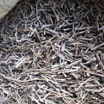 全草类中草药四凌筋骨草