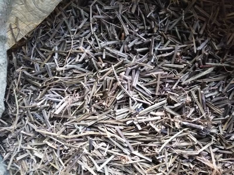全草类中草药四凌筋骨草