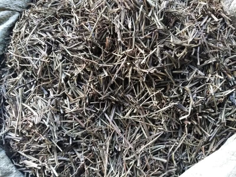 全草类中草药四凌筋骨草