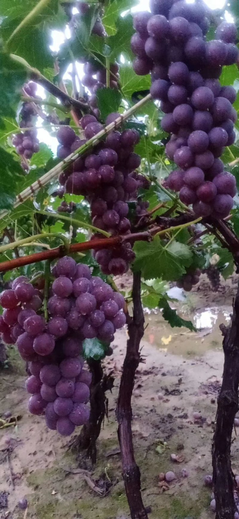 【热卖推荐】河北巨峰葡萄大量上市沙地种植皮薄汁甜一手货源