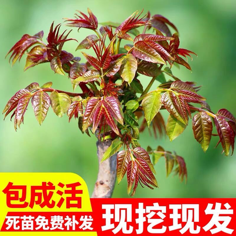 【精选】香椿苗红油香椿苗供应大棚香椿苗种免费提供技术