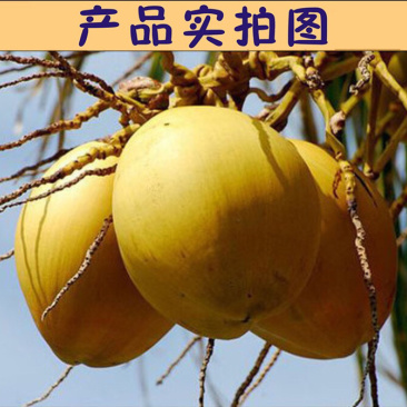 泰国进口金椰苗，青椰苗，带原土发货，成活率高