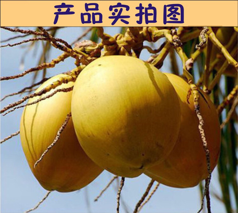 泰国进口金椰苗，青椰苗，带原土发货，成活率高