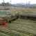 菜架竹、竹竿、竹架条、金竹子
