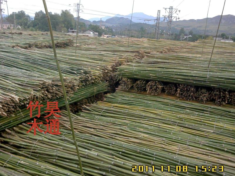 菜架竹、竹竿、竹架条、金竹子