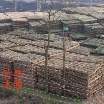 菜架竹、竹竿、竹架条、金竹子