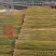 菜架竹、竹竿、竹架条、金竹子