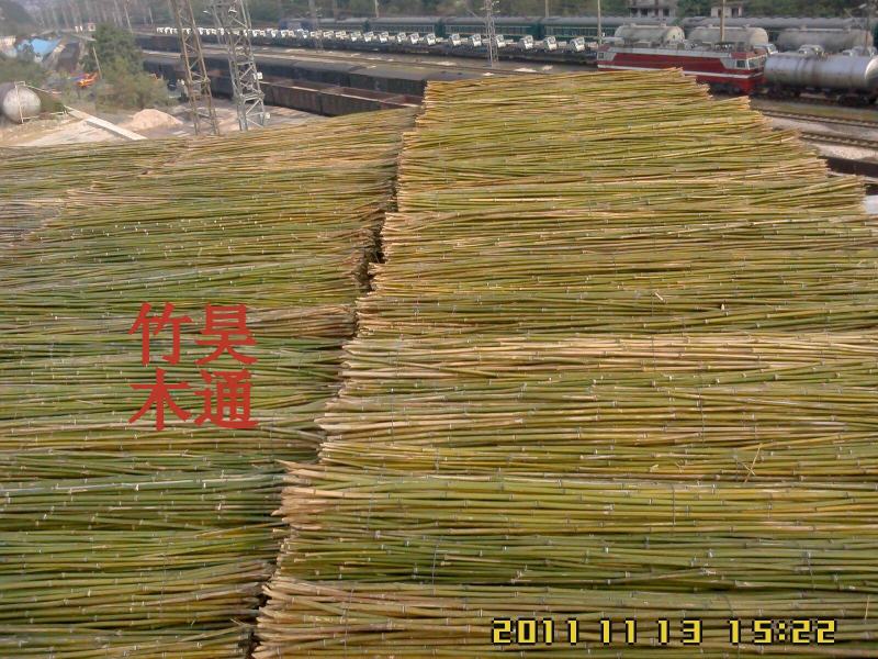 菜架竹、竹竿、竹架条、金竹子