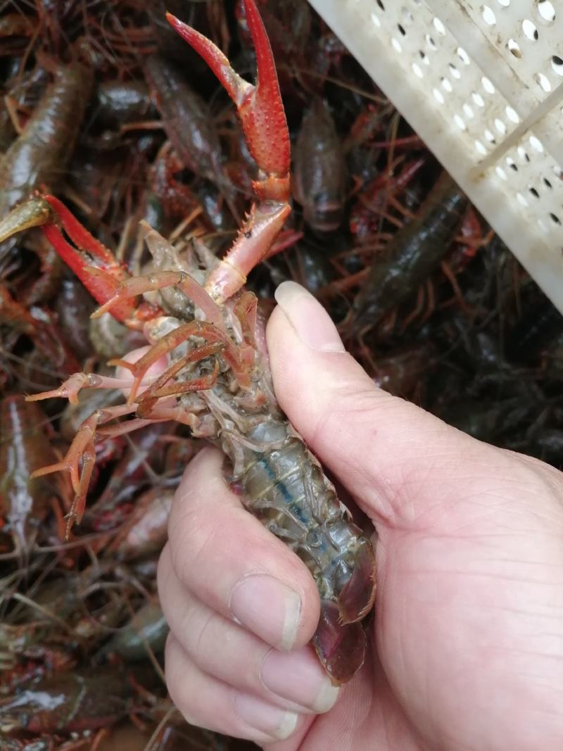 克氏原螯虾与成鱼混养5-7钱（25-35克）食用活虾