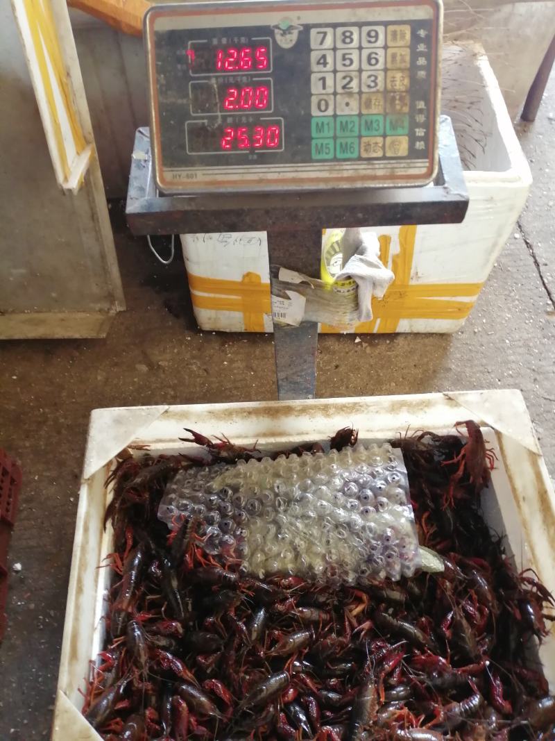 克氏原螯虾与成鱼混养5-7钱（25-35克）食用活虾