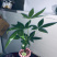 小盆景发财树，特级，好好先生园艺供应