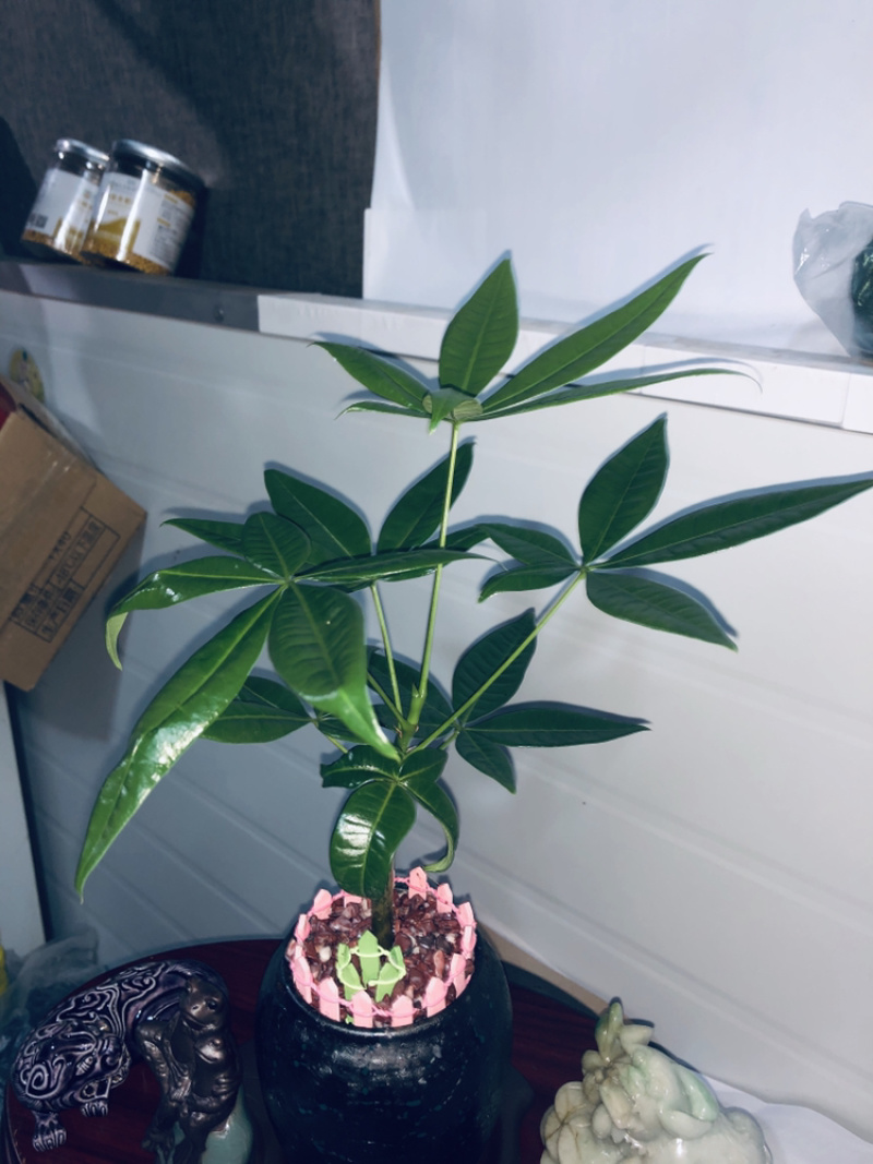 小盆景发财树，特级，好好先生园艺供应